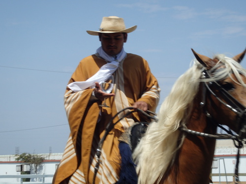 Peruvian Step Horse Show.
